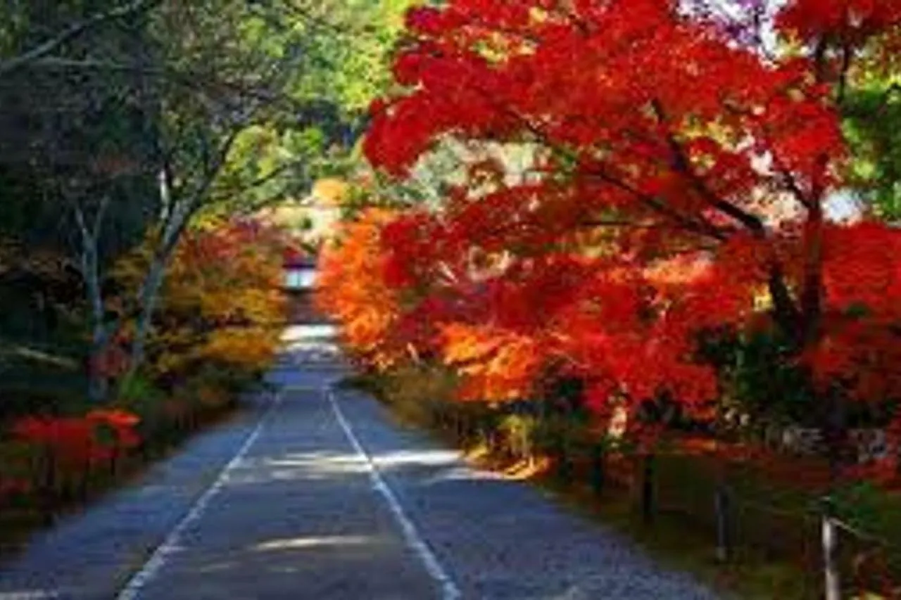 Close To Golden Temple -Kinkakuji- Kjóto 0*,  Japonsko